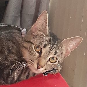 Meet your Posher, Pablo